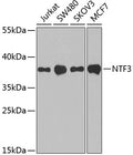 Western blot analysis of extracts of various cell lines, using NTF3 antibody  at 1:1000 dilution.
Secondary antibody: HRP Goat Anti-Rabbit IgG   at 1:10000 dilution.
Lysates/proteins: 25ug per lane.
Blocking buffer: 3% nonfat dry milk in TBST.
Detection: ECL Basic Kit .
Exposure time: 90s.