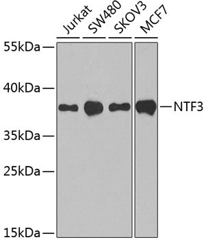 Western blot analysis of extracts of various cell lines, using NTF3 antibody  at 1:1000 dilution.
Secondary antibody: HRP Goat Anti-Rabbit IgG   at 1:10000 dilution.
Lysates/proteins: 25ug per lane.
Blocking buffer: 3% nonfat dry milk in TBST.
Detection: ECL Basic Kit .
Exposure time: 90s.