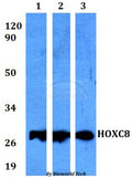 Western blot (WB) analysis of HOXC8 polyclonal antibody at 1:500 dilution
Lane1:HEK293T whole cell lysate
Lane2:Raw264.7 whole cell lysate 
Lane3:PC12 whole cell lysate