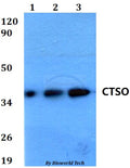 Western blot (WB) analysis of CTSO polyclonal antibody at 1:500 dilution
Lane1:HEK293T whole cell lysate
Lane2:Raw264.7 whole cell lysate 
Lane3:H9C2 whole cell lysate