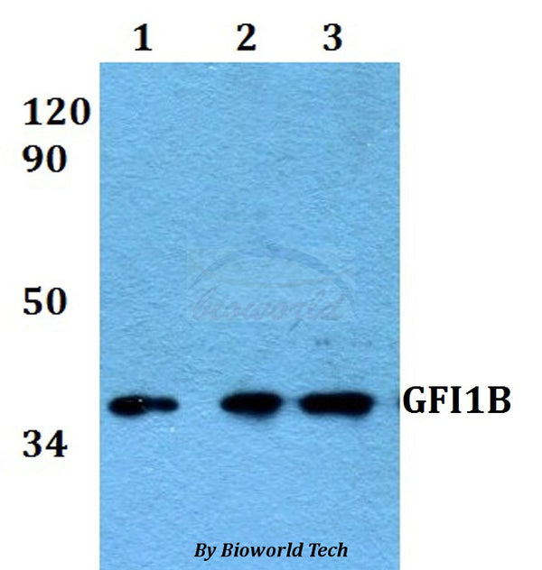Western blot (WB) analysis of GFI1B polyclonal antibody at 1:500 dilution
Lane1:HEK293T whole cell lysate
Lane2:sp2/0 whole cell lysate 
Lane3:H9C2 whole cell lysate