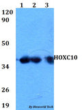 Western blot (WB) analysis of HOXC10 polyclonal antibody at 1:500 dilution
Lane1:HEK293T whole cell lysate
Lane2:sp2/0 whole cell lysate 
Lane3:H9C2 whole cell lysate