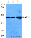 MAS1L polyclonal antibody – Figure 1 of 1