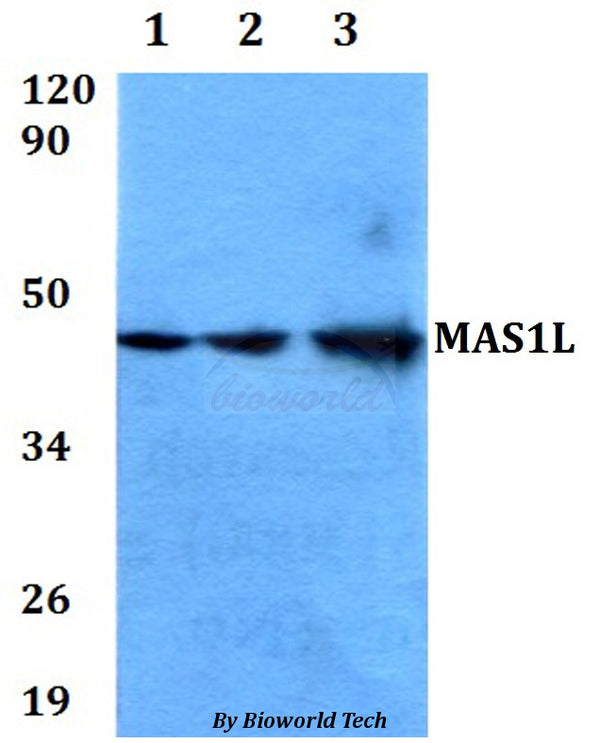 MAS1L polyclonal antibody – Figure 1 of 1