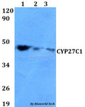 Western blot (WB) analysis of CYP27C1 polyclonal antibody at 1:500 dilution
Lane1:HEK293T whole cell lysate
Lane2:NIH-3T3 whole cell lysate 
Lane3:PC12 whole cell lysate