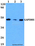 GAPDHS polyclonal antibody – Figure 1 of 1