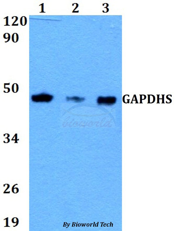 GAPDHS polyclonal antibody – Figure 1 of 1