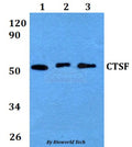 Western blot (WB) analysis of CTSF polyclonal antibody at 1:500 dilution
Lane1:HEK293T whole cell lysate
Lane2:Raw264.7 whole cell lysate 
Lane3:H9C2 whole cell lysate