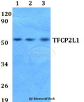 Western blot (WB) analysis of TFCP2L1 polyclonal antibody at 1:500 dilution
Lane1:HEK293T whole cell lysate
Lane2:Raw264.7 whole cell lysate 
Lane3:H9C2 whole cell lysate