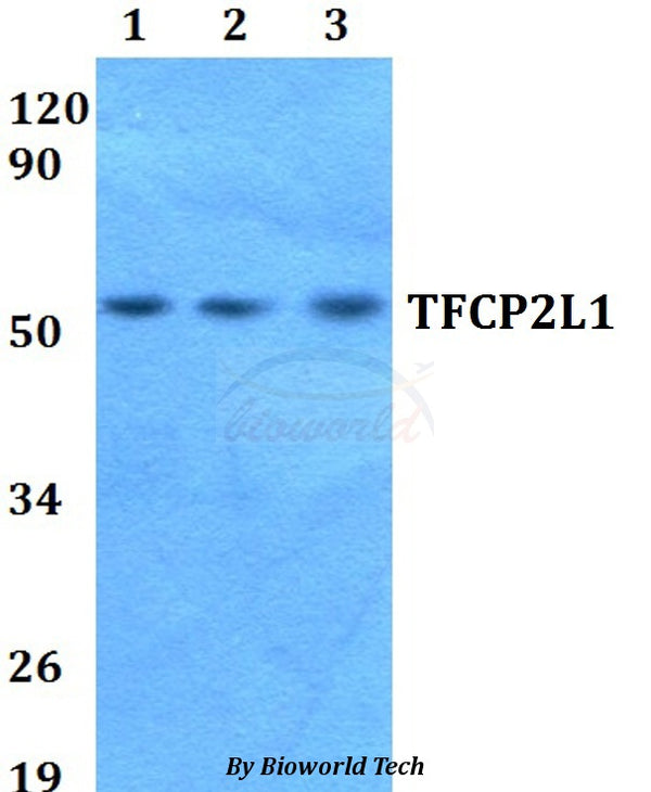 Western blot (WB) analysis of TFCP2L1 polyclonal antibody at 1:500 dilution
Lane1:HEK293T whole cell lysate
Lane2:Raw264.7 whole cell lysate 
Lane3:H9C2 whole cell lysate