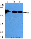 LILRB polyclonal antibody – Figure 1 of 1