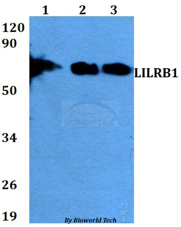 LILRB polyclonal antibody – Figure 1 of 1