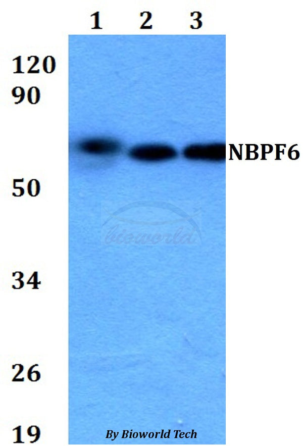 Western blot (WB) analysis of NBPF6 polyclonal antibody at 1:500 dilution
Lane1:HEK293T whole cell lysate
Lane2:Raw264.7 whole cell lysate 
Lane3:H9C2 whole cell lysate
