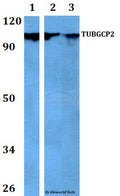 Western blot (WB) analysis of TUBGCP2 polyclonal antibody at 1:500 dilution
Lane1:HEK293T whole cell lysate
Lane2:Raw264.7 whole cell lysate 
Lane3:PC12 whole cell lysate