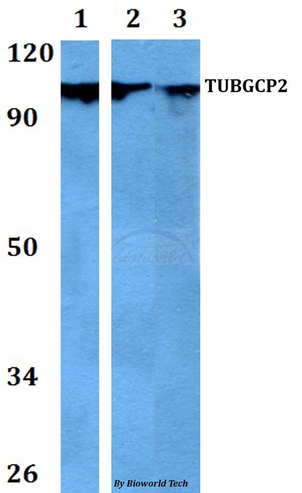 Western blot (WB) analysis of TUBGCP2 polyclonal antibody at 1:500 dilution
Lane1:HEK293T whole cell lysate
Lane2:Raw264.7 whole cell lysate 
Lane3:PC12 whole cell lysate