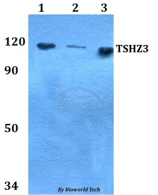 Western blot (WB) analysis of TSHZ3 polyclonal antibody at 1:500 dilution
Lane1:MCF-7 whole cell lysate
Lane2:Raw264.7 whole cell lysate 
Lane3:PC12 whole cell lysate