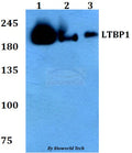 Western blot (WB) analysis of LTBP1 polyclonal antibody at 1:500 dilution
Lane1:HEK293T whole cell lysate
Lane2:Raw264.7 whole cell lysate 
Lane3:H9C2 whole cell lysate