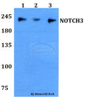 Western blot (WB) analysis of NOTCH3 polyclonal antibody at 1:500 dilution
Lane1:A549 whole cell lysate
Lane2:sp2/0 whole cell lysate 
Lane3:PC12 whole cell lysate