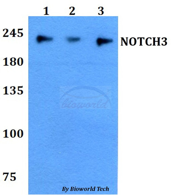 Western blot (WB) analysis of NOTCH3 polyclonal antibody at 1:500 dilution
Lane1:A549 whole cell lysate
Lane2:sp2/0 whole cell lysate 
Lane3:PC12 whole cell lysate