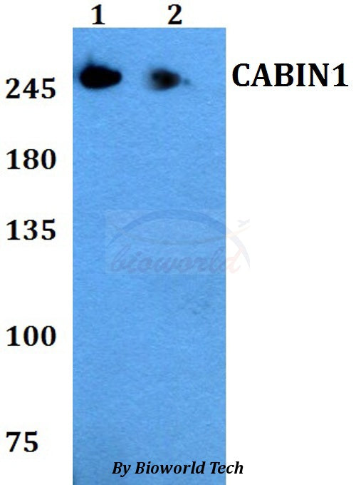 Western blot (WB) analysis of CABIN1 polyclonal antibody at 1:500 dilution
Lane1:HEK293T whole cell lysate
Lane2:PC12 whole cell lysate