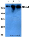 Western blot (WB) analysis of ABCA4 polyclonal antibody at 1:500 dilution
Lane1:HEK293T whole cell lysate
Lane2:sp2/0 whole cell lysate 
Lane3:PC12 whole cell lysate