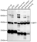 Western blot analysis of extracts of various cell lines, using SIRT7  antibody  at 1:1000 dilution.
Secondary antibody: HRP Goat Anti-Rabbit IgG   at 1:10000 dilution.
Lysates/proteins: 25ug per lane.
Blocking buffer: 3% nonfat dry milk in TBST.
Detection: ECL Basic Kit .
Exposure time: 180s.