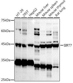 Western blot analysis of extracts of various cell lines, using SIRT7  antibody  at 1:1000 dilution.
Secondary antibody: HRP Goat Anti-Rabbit IgG   at 1:10000 dilution.
Lysates/proteins: 25ug per lane.
Blocking buffer: 3% nonfat dry milk in TBST.
Detection: ECL Basic Kit .
Exposure time: 180s.