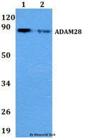 Western blot (WB) analysis of ADAM28 polyclonal antibody at 1:500 dilution
Lane1:A549 whole cell lysate
Lane2:Raw264.7 whole cell lysate