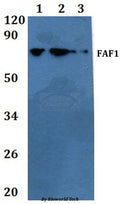 Western blot (WB) analysis of FAF1 polyclonal antibody at 1:500 dilution 
Line1:A549 whole cell lysate
Line2:PC12 whole cell lysate
Line3:sp20 whole cell lysate