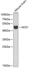 Western blot analysis of extracts of mouse brain, using NCK1 antibody  at 1:1000 dilution.
Secondary antibody: HRP Goat Anti-Rabbit IgG   at 1:10000 dilution.
Lysates/proteins: 25ug per lane.
Blocking buffer: 3% nonfat dry milk in TBST.
Detection: ECL Basic Kit .
Exposure time: 90s.