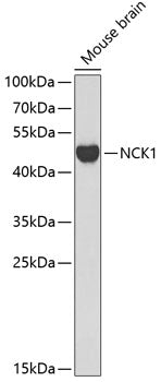Western blot analysis of extracts of mouse brain, using NCK1 antibody  at 1:1000 dilution.
Secondary antibody: HRP Goat Anti-Rabbit IgG   at 1:10000 dilution.
Lysates/proteins: 25ug per lane.
Blocking buffer: 3% nonfat dry milk in TBST.
Detection: ECL Basic Kit .
Exposure time: 90s.