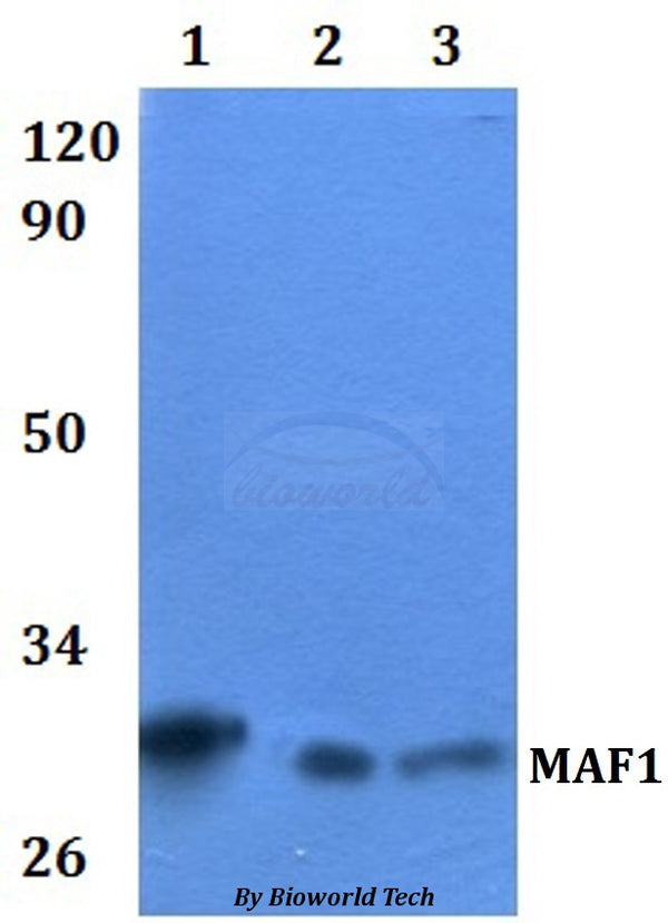Western blot (WB) analysis of MAF1 polyclonal antibody at 1:500 dilution  Lane1:HEK293T whole cell lysate
Lane2:RAW264.7 whole cell lysate  Lane3:H9C2 whole cell lysate