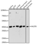 Western blot analysis of extracts of various cell lines, using MLST8 Rabbit pAb  at 1:1000 dilution.
Secondary antibody: HRP Goat Anti-Rabbit IgG   at 1:10000 dilution.
Lysates/proteins: 25ug per lane.
Blocking buffer: 3% nonfat dry milk in TBST.
Detection: ECL Enhanced Kit .
Exposure time: 180s.