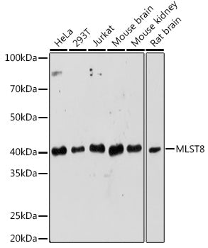 Western blot analysis of extracts of various cell lines, using MLST8 Rabbit pAb  at 1:1000 dilution.
Secondary antibody: HRP Goat Anti-Rabbit IgG   at 1:10000 dilution.
Lysates/proteins: 25ug per lane.
Blocking buffer: 3% nonfat dry milk in TBST.
Detection: ECL Enhanced Kit .
Exposure time: 180s.