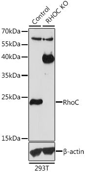 [KO Validated] RhoC polyclonal antibody – Figure 1 of 3