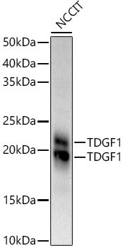 Western blot analysis of extracts of NCCIT cells, using TDGF1 antibody  at  1:970 dilution.
Secondary antibody: HRP Goat Anti-Rabbit IgG   at 1:10000 dilution.
Lysates/proteins: 25ug per lane.
Blocking buffer: 3% nonfat dry milk in TBST.
Detection: ECL Basic Kit .
Exposure time: 60s.