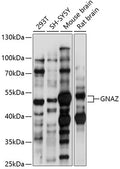 Western blot analysis of extracts of various cell lines, using GNAZ antibody  at 1:1000 dilution.
Secondary antibody: HRP Goat Anti-Rabbit IgG   at 1:10000 dilution.
Lysates/proteins: 25ug per lane.
Blocking buffer: 3% nonfat dry milk in TBST.
Detection: ECL Basic Kit .
Exposure time: 30s.