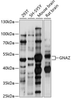 Western blot analysis of extracts of various cell lines, using GNAZ antibody  at 1:1000 dilution.
Secondary antibody: HRP Goat Anti-Rabbit IgG   at 1:10000 dilution.
Lysates/proteins: 25ug per lane.
Blocking buffer: 3% nonfat dry milk in TBST.
Detection: ECL Basic Kit .
Exposure time: 30s.