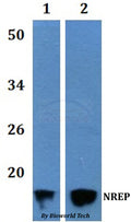 Western blot (WB) analysis of NREP polyclonal antibody at 1:500 dilution  Lane1:HEK293T whole cell lysate   Lane2:H9C2 whole cell lysate