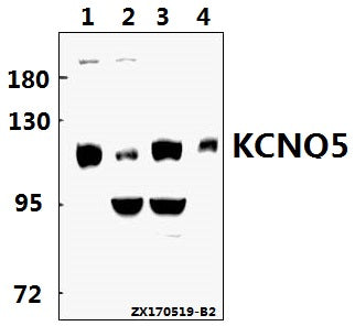 KCNQ5 polyclonal antibody – Figure 1 of 1