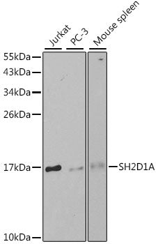 Western blot analysis of extracts of various cell lines, using SH2D1A antibody  at 1:1000 dilution.
Secondary antibody: HRP Goat Anti-Rabbit IgG   at 1:10000 dilution.
Lysates/proteins: 25ug per lane.
Blocking buffer: 3% nonfat dry milk in TBST.