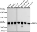 Western blot analysis of extracts of various cell lines, using PEBP1  antibody  at 1:1000 dilution.
Secondary antibody: HRP Goat Anti-Rabbit IgG   at 1:10000 dilution.
Lysates/proteins: 25ug per lane.
Blocking buffer: 3% nonfat dry milk in TBST.
Detection: ECL Basic Kit .
Exposure time: 30s.