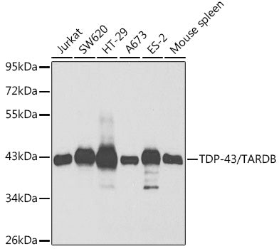 Western blot analysis of extracts of various cell lines, using TDP-43/TARDB antibody  at 1:1000 dilution.
Secondary antibody: HRP Goat Anti-Rabbit IgG   at 1:10000 dilution.
Lysates/proteins: 25ug per lane.
Blocking buffer: 3% nonfat dry milk in TBST.
