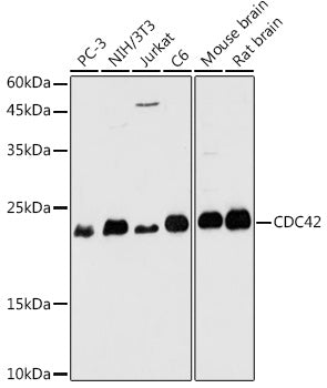 Western blot analysis of extracts of various cell lines, using CDC42 antibody  at 1:1000 dilution.
Secondary antibody: HRP Goat Anti-Rabbit IgG   at 1:10000 dilution.
Lysates/proteins: 25ug per lane.
Blocking buffer: 3% nonfat dry milk in TBST.
Detection: ECL Basic Kit .
Exposure time: 180s.