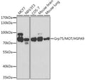 Western blot analysis of extracts of various cell lines, using Grp75/MOT/Grp75/MOT/HSPA9 antibody  at 1:1000 dilution.
Secondary antibody: HRP Goat Anti-Rabbit IgG   at 1:10000 dilution.
Lysates/proteins: 25ug per lane.
Blocking buffer: 3% nonfat dry milk in TBST.
