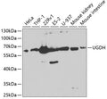 Western blot analysis of extracts of various cell lines, using UGDH Antibody  at 1:1000 dilution.
Secondary antibody: HRP Goat Anti-Rabbit IgG   at 1:10000 dilution.
Lysates/proteins: 25ug per lane.
Blocking buffer: 3% nonfat dry milk in TBST.