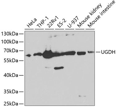 Western blot analysis of extracts of various cell lines, using UGDH Antibody  at 1:1000 dilution.
Secondary antibody: HRP Goat Anti-Rabbit IgG   at 1:10000 dilution.
Lysates/proteins: 25ug per lane.
Blocking buffer: 3% nonfat dry milk in TBST.
