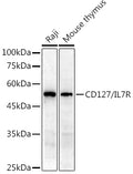 CD127/IL7R polyclonal antibody - Figure 1 of 1