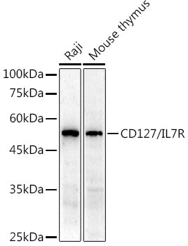CD127/IL7R polyclonal antibody - Figure 1 of 1