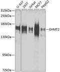 WesternBlot (WB) analysis of EHMT2 polyclonal antibody in extracts from Jurkat, HEK-293 and Hela cells.